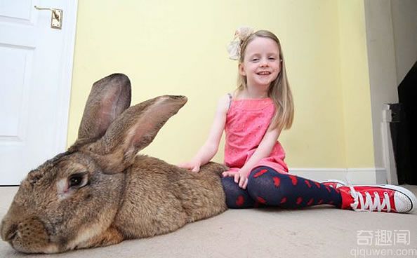 兔子比狗还大？ 世界上最大的兔子重达二十二公斤