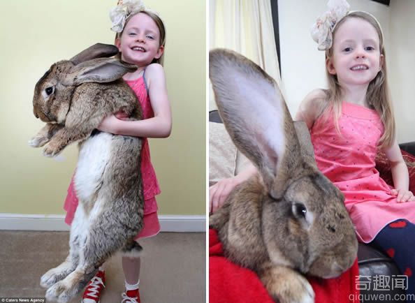 兔子比狗还大？ 世界上最大的兔子重达二十二公斤