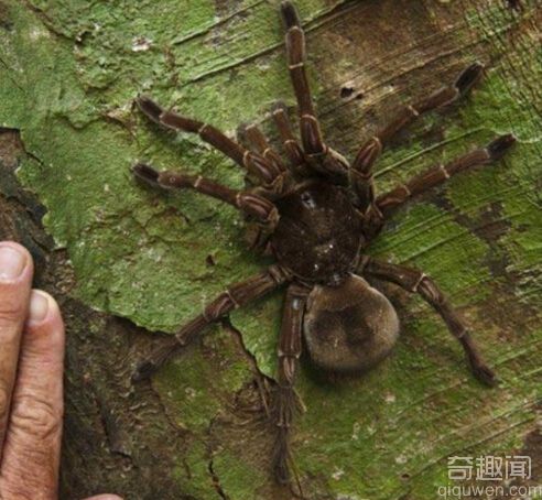 世界上最大的蜘蛛是什么蜘蛛?