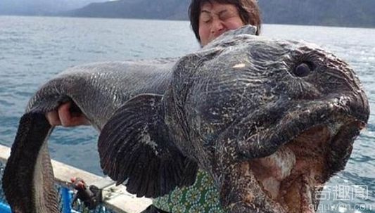 渔民捕获巨型狼鱼 巨大嘴巴可吞下小孩