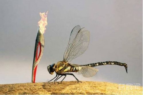 世界上最小的奥运火炬  只有蜻蜓那么大小【图】