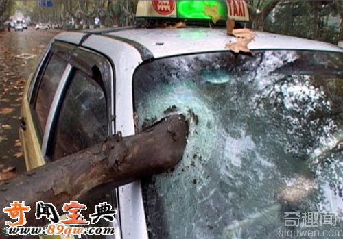 南京街头惊险一幕 树干坠落戳破车窗险插进司机头颅