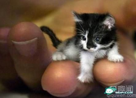 世界之最动物：世界上最小的猫 体重只有3磅【组图】
