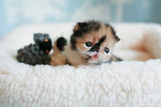 世界之最动物：世界上最小的猫 体重只有3磅【组图】