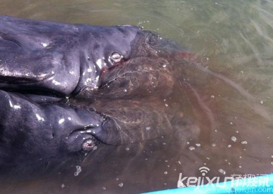 墨西哥海岸惊现深水海怪 科学家证实为连体灰鲸