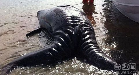 墨西哥海岸惊现深水海怪 科学家证实为连体灰鲸