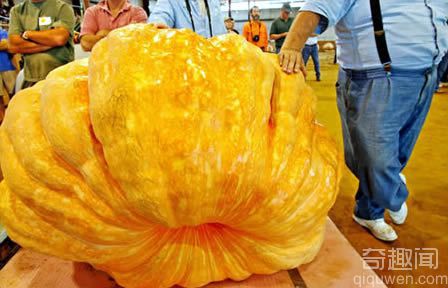 世界上最大的南瓜：重大766公斤【图】