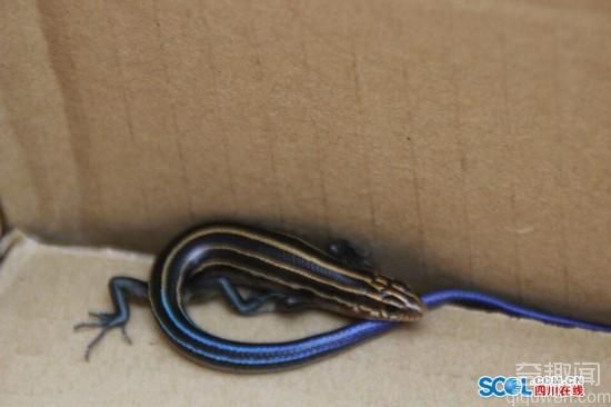 四川市民发现蓝色蜥蜴 罕见如火星蜥蜴