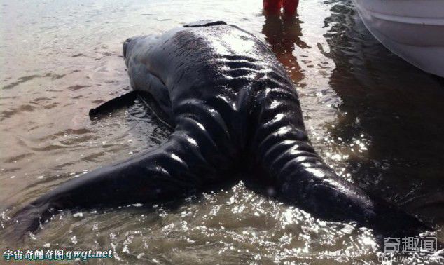 墨西哥海岸现死亡连体幼鲸 鲸鱼幼仔由于早产导致畸形