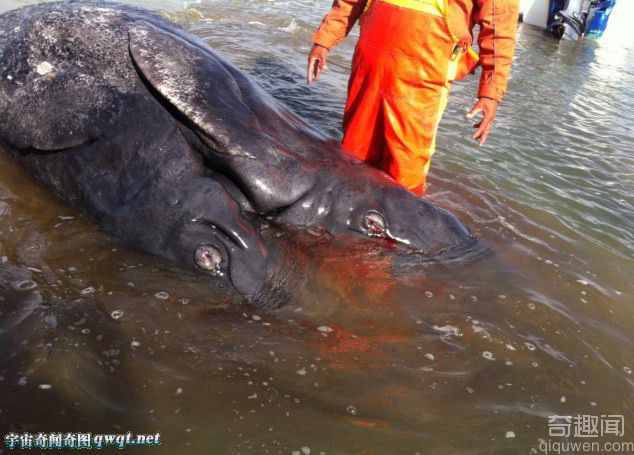 墨西哥海岸现死亡连体幼鲸 鲸鱼幼仔由于早产导致畸形