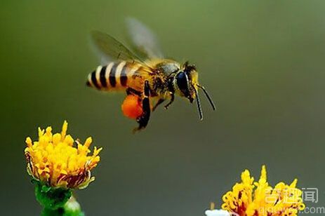 人类第六次大灭绝或源于蜜蜂灭绝多米诺效应