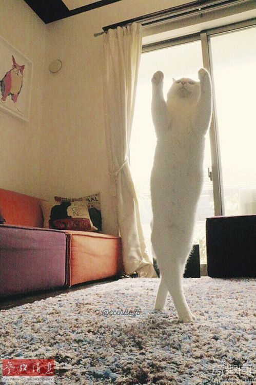 猫咪跳芭蕾舞照片走红网络 原来萌宠也可以那么嗨