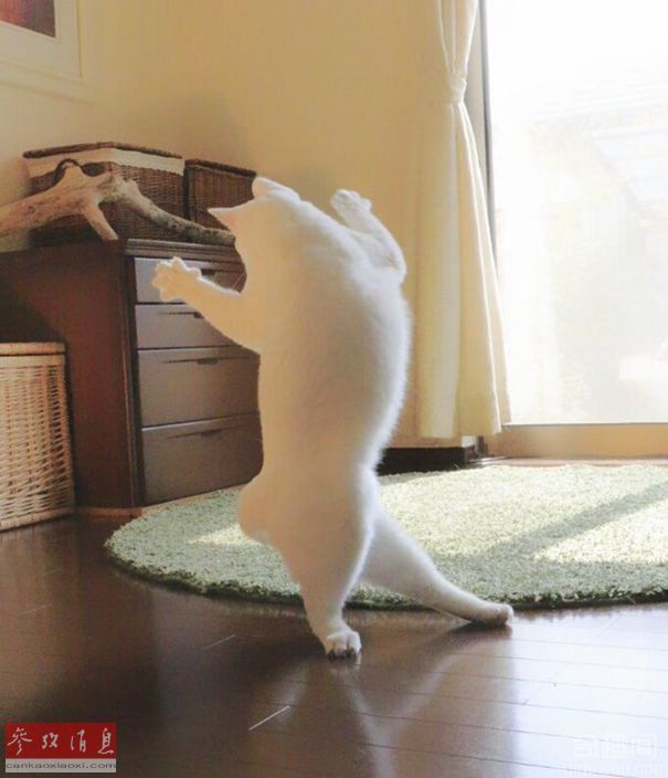 猫咪跳芭蕾舞照片走红网络 原来萌宠也可以那么嗨