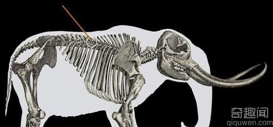 研究发现：人类很早开始猎杀乳齿象 肋骨就成为争论焦点