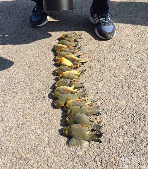 湖北20只相思鸟集体撞墙自杀