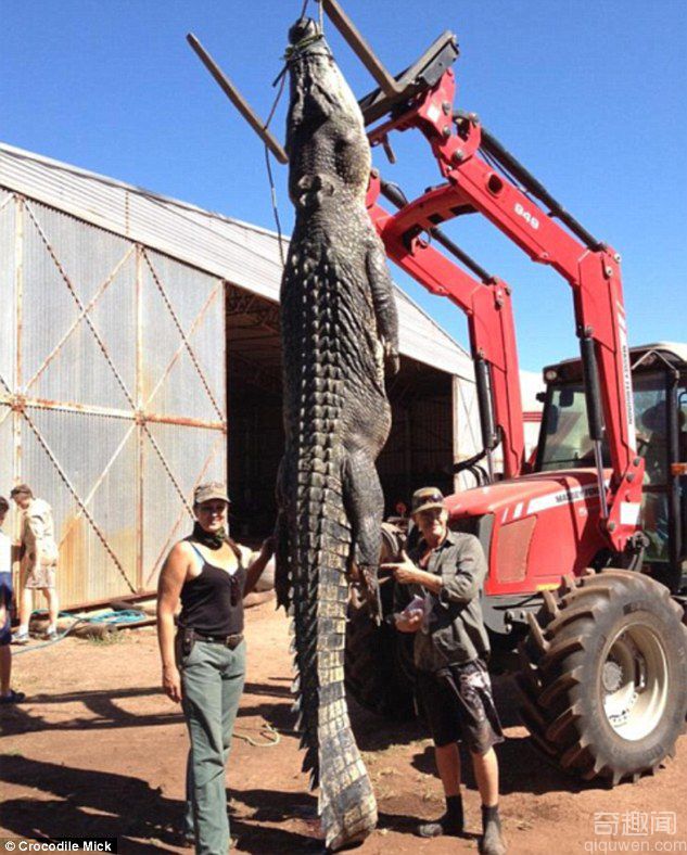 澳洲居民发现9米长巨型鳄鱼 体形神似哥斯拉