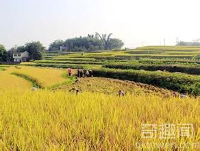 世界上最早的水稻田 距今约6000多年