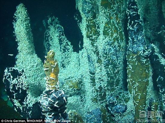 NASA称深海热泉生物或最接近外星生命(图)