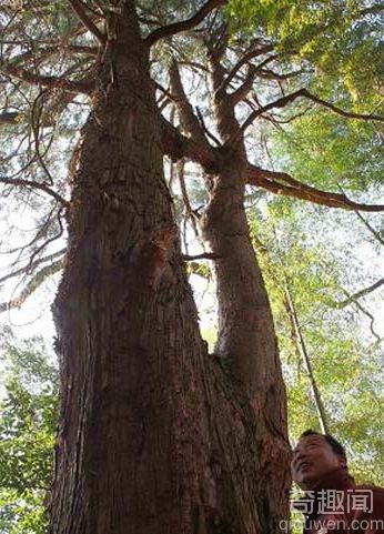 吉林发现红豆杉古树群 最老一颗已有3000年