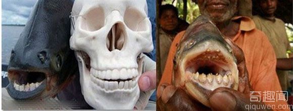 亚马逊恐怖怪鱼 牙齿像人