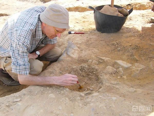 埃及古墓中发现几只猫的骨骼