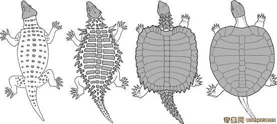 [图文]科学家发现龟类祖先化石 甲壳厚度仅有一毫米
