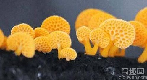 亮橙色神秘蘑菇可让女性达到自发性高潮