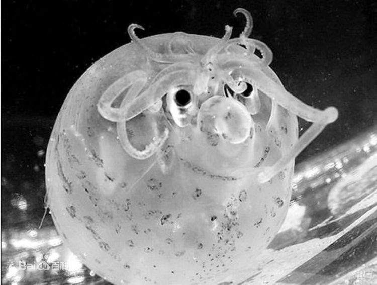 深海发现奇特小猪章鱼 圆滚滚面带微笑