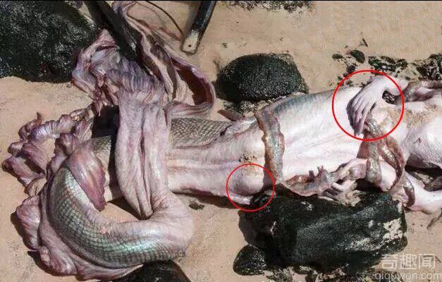 澳大利亚发现美人鱼尸体 组图