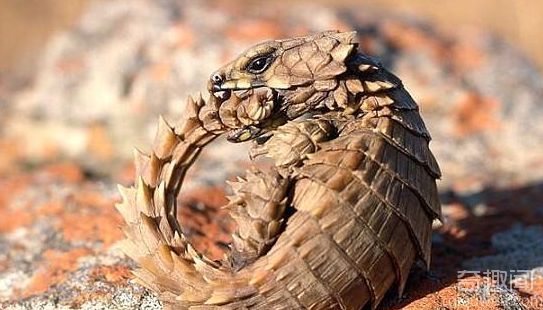 丑陋又可爱的南非犰狳蜥 体长20厘米左右