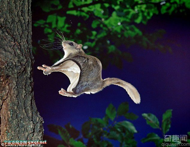 特拍日本飞鼠跳跃精彩瞬间 45米的惊人飞跃