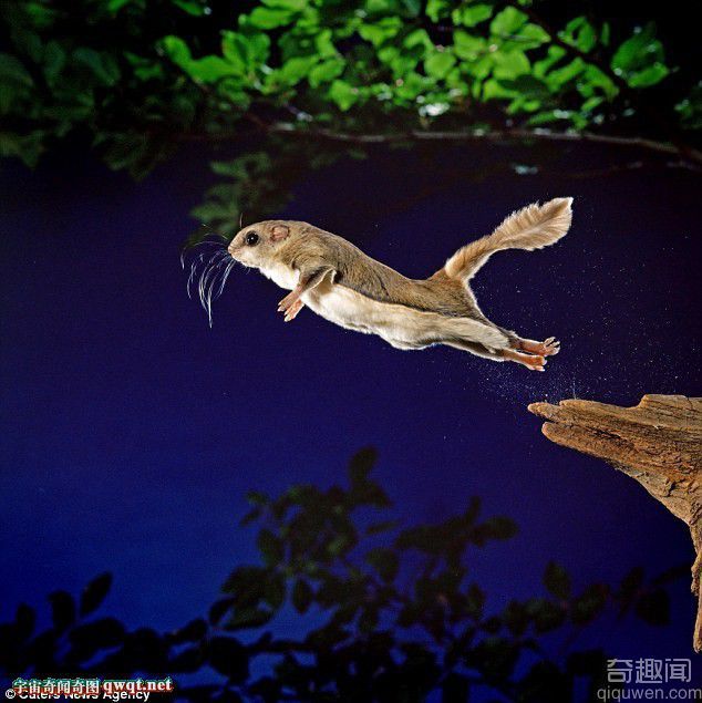 特拍日本飞鼠跳跃精彩瞬间 45米的惊人飞跃