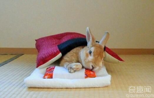 你妈造么 兔子睡醒后竟然自己叠被子