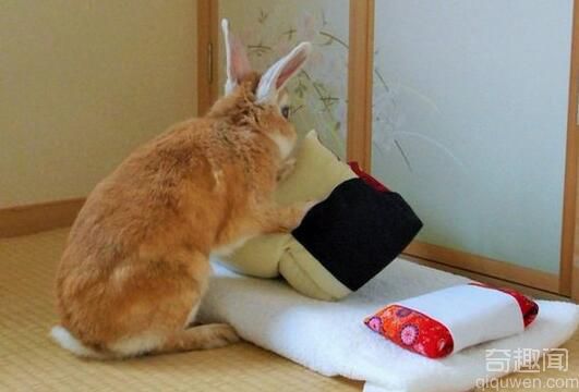 你妈造么 兔子睡醒后竟然自己叠被子