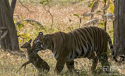 印度怀孕母老虎母爱如天 与小鹿玩耍后放生
