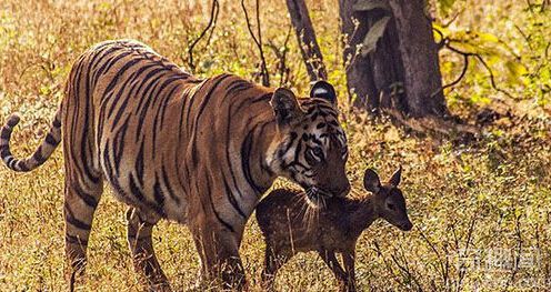 印度怀孕母老虎母爱如天 与小鹿玩耍后放生