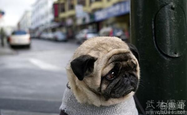 世界上最悲伤的狗 表情忧伤到极点