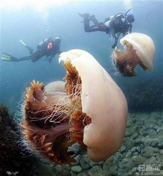 超级水母：世界上最大的水母图片
