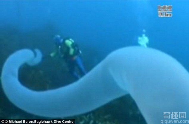 澳大利亚塔斯马尼亚岛海底发现长30米巨型蠕虫