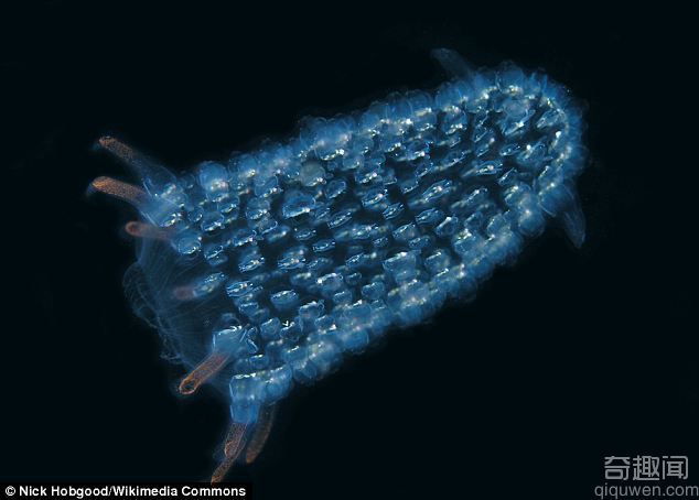 澳大利亚塔斯马尼亚岛海底发现长30米巨型蠕虫