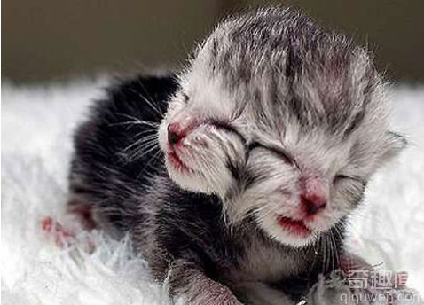 世界上最长寿的双脸猫宣告死亡 脸上有两只鼻子和嘴巴