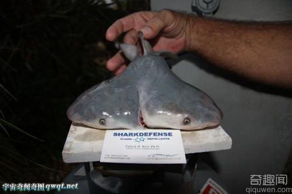 墨西哥湾首次发现长有双头的公牛鲨 无法在野外存活