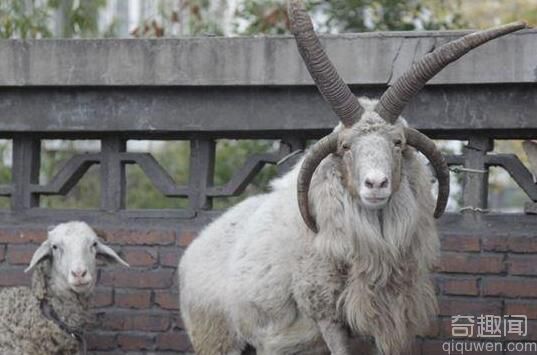 甘肃农户家中发现长有四只角的绵羊