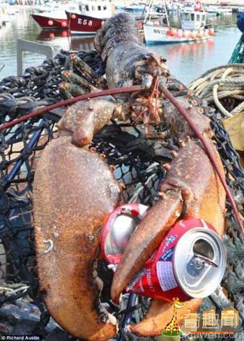 英国渔民捕获身巨型龙虾 身体长约为0.76米