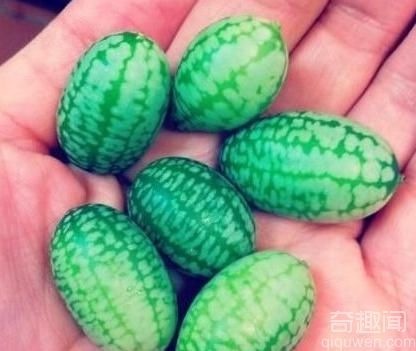 世界上最小的西瓜 一口能吃十几个