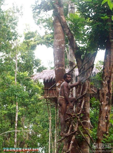 印度尼西亚科罗威人住在树上吃虫子