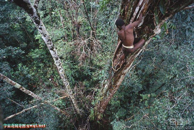 印度尼西亚科罗威人住在树上吃虫子