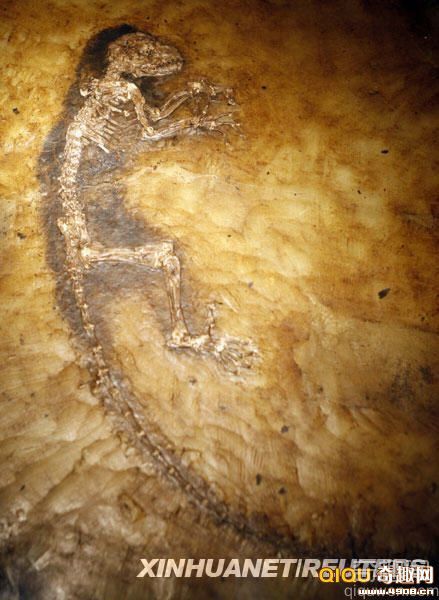 [图文]美国纽约展出四千万年前灵长类动物化石 保存完整