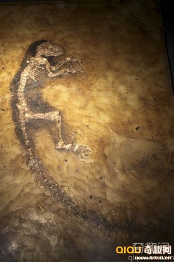 [图文]美国纽约展出四千万年前灵长类动物化石 保存完整