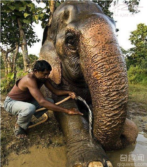 世界上最长寿的大象 已经90多岁